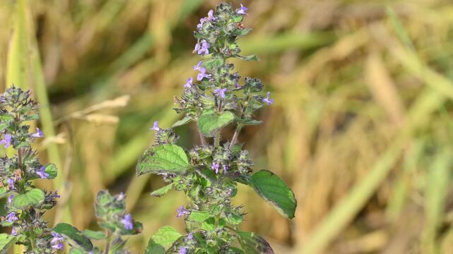 Mesosphaerum suaveolens plant with flowers. Its common name is Hyptis suaveolens,&nbsp;chia,&nbsp;chan plant, chan, bush mint and bukumbar. It&nbsp;is a branching&nbsp;pseudocereal&nbsp;plant native to&nbsp;tropical&nbsp;regions.