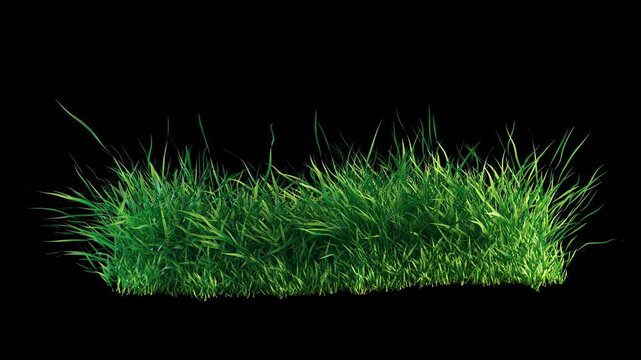 Green Grass Patch Swaying in Wind Loop with Alpha Channel.