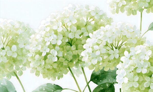 soft watercolor illustration of white and pale green Annabelle hydrangeas, lush layered flower clusters,