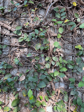 This climbing plant is Ficus pumila, commonly known as Creeping Fig. It is native to East Asia and belongs to the Moraceae family.
