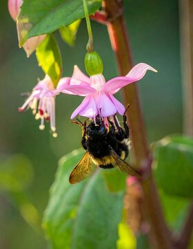 Bee Pollinating Fuchsia Flower in Garden