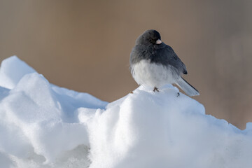 Dark-eyed junco perched on fresh snow during winter, showcasing its soft gray plumage in a peaceful natural landscape. © jgorzynik