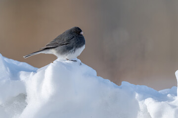 Dark-eyed junco perched on fresh snow during winter, showcasing its soft gray plumage in a peaceful natural landscape. © jgorzynik