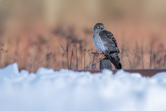 Sharp-shinned hawk perched in a snowy winter landscape, alert and watching for prey in its natural North American habitat