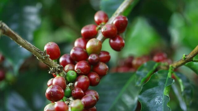 Coffee plantation cultivation, Coffee bean business industry. Close up of Red ripe Arabica or Robusta coffee cherries beans on coffee tree at agriculture farm field on the mountain.
