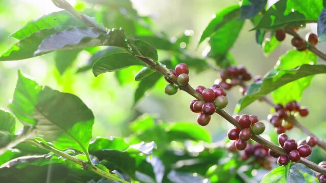 Coffee plantation cultivation, Coffee bean business industry. Close up of Red ripe Arabica or Robusta coffee cherries beans on coffee tree at agriculture farm field on the mountain.
