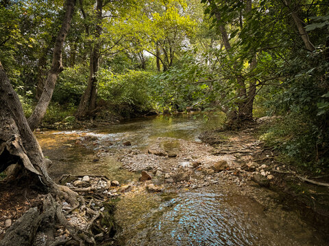 A shallow stream flows through a wooded riverbank with exposed tree roots, pebbles, clear water and dense greenery in a natural southern French provence creek landscape lit by sunlight.