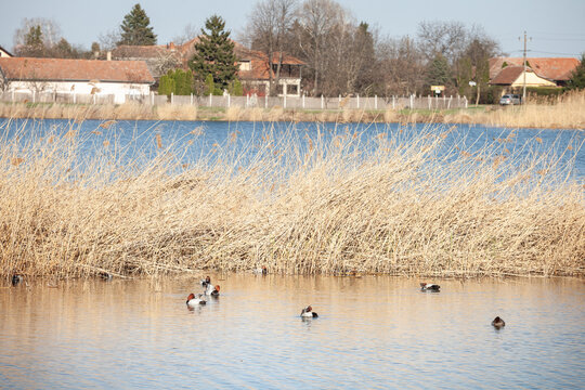 Common Pochards, Aythya ferina, known in Serbian as glavata patka, swim on Lake Palic in Serbia, with reeds, wetland vegetation and village houses along the lakeshore.