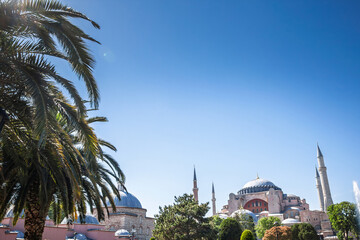 Naklejka premium View of Ayasofya Camii, or Hagia Sophia, in Istanbul, turkey, showing the domes and minarets of the former Byzantine Orthodox church converted into a mosque, with a palm tree in front.