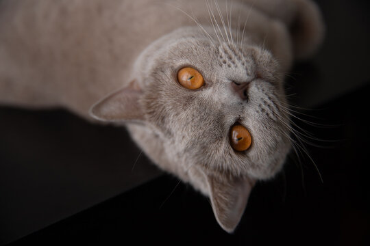 British Shorthair cat looking at camera from above.