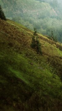 A hillside is covered with green grass and scattered plants. Small trees grow on the slope. The scene is set in nature under daylight, with distant trees visible in the background.