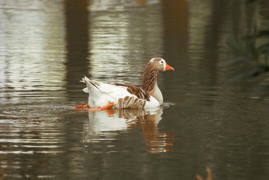 patos y paisaje parque de mayo