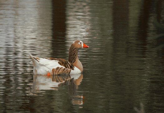 patos y paisaje parque de mayo