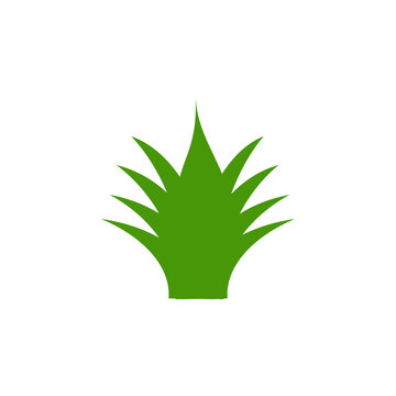 Isolated green plant PNG icon featuring spiky leaves resembling agave or a small decorative bush for nature design. Transparent PNG Illustration