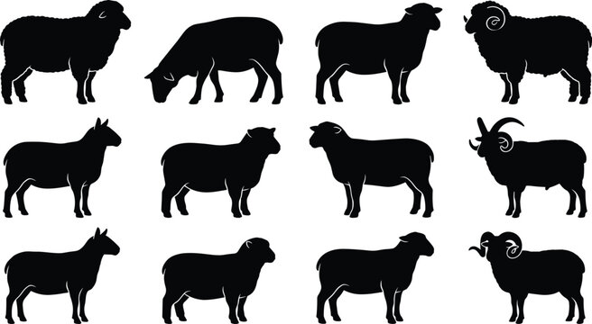 Vector collection of black farm animal silhouettes featuring domestic sheep, lambs, and horned rams in various poses