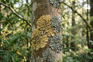 Obraz premium A tree trunk adorned with muted yellow and greyish green foliose lichen growing on brown bark
