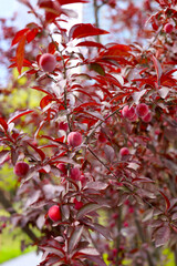 Fototapeta premium Purple-leaf plum tree with fruits