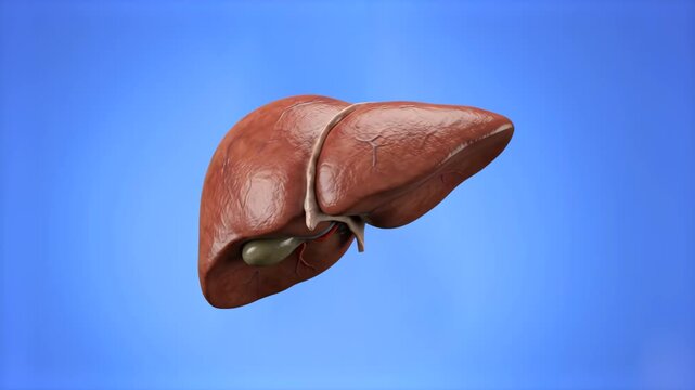 Realistic 3D model of a human liver with gallbladder floating against a vibrant blue backdrop. Perfect for gastroenterology presentations, liver health commercials, medical education videos, and keyin