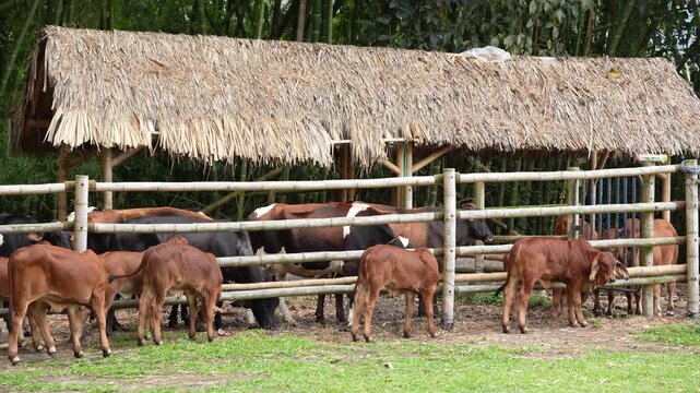 Corral con vacas lecheras Holstein y terneros Brahman rojos.