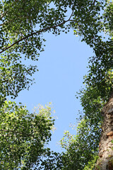 Fototapeta premium Upward perspective framing the bright blue sky surrounded by green tree branches and leaves.