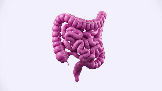 3D animation model of human intestines, small and large bowel digestive tract isolated over a white background. Perfect for medical education, gastroenterology promos, digestive health commercials, gu