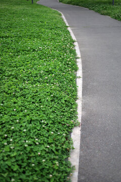 A curved asphalt pathway running along a lush green clover field.