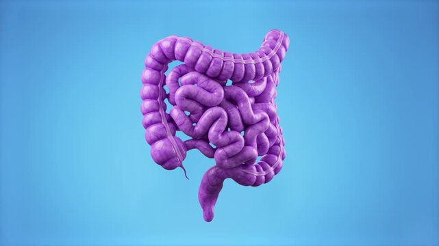 A detailed 3D anatomical model of the human intestine rendering internal organ structure in purple, set against a bright blue studio backdrop. Ideal for digestive health commercials, gut microbiome pr