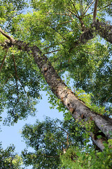 Fototapeta premium Bottom view looking up at a tall tree trunk extending branches with green leaves into a clear blue sky.