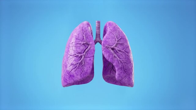 An anatomical 3D render of human lungs with a purple hue breathing isolated on a bright blue background. Suitable for medical presentations, science animations, health technology videos, disease preve