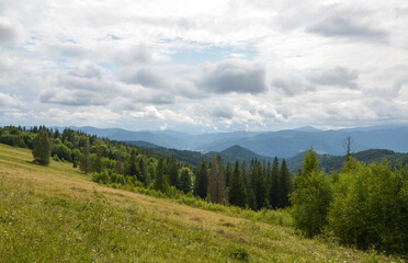 Fototapeta premium Vibrant green alpine meadow dotted with wild purple flowers opens up to dense forests, rolling hills, and layers of distant blue mountains beneath a cloudy summer sky. Carpathian Mountains, Ukraine