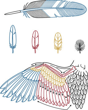 Bird wing anatomy vector diagram with feather types illustration for educational and scientific reference