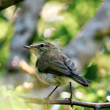 Cute little fledgling bird sitting on a twig in spring forest, beautiful macro wildlife nature photography