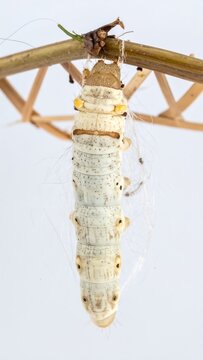 Close up of a golden silk orb weaver spider on web.