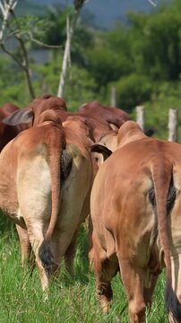group of red brahmin walking backwards