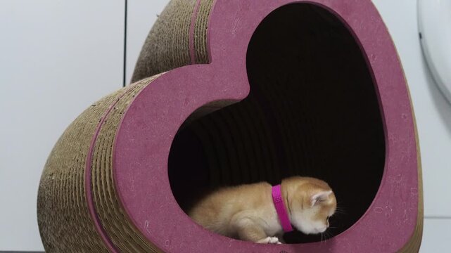 Cute orange kitten with small playful heart, cozy fur, peeking from heart shaped cardboard cat house, adorable pet with pink collar, curious expression, modern indoor home decor
