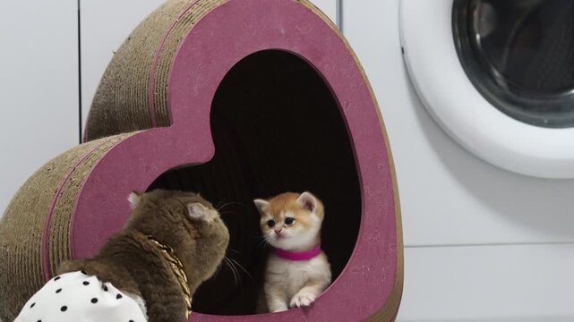 Kitten cat heart shaped pet house playful domestic cute pink brown white laundry room scene with two adorable kittens and adult cat interacting near pink heart shaped cat scratcher, creating cozy