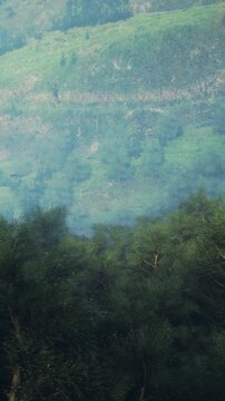 Trees rise from the ground in a forest setting. Hills are visible in the background. Light filters through in the early morning. This scene captures natures beauty.