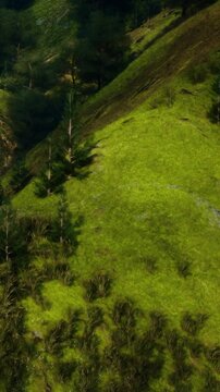 A slope covered in green grass shows small trees scattered across the area. The location is likely in a forested region during a sunny day. The land appears healthy and vibrant.