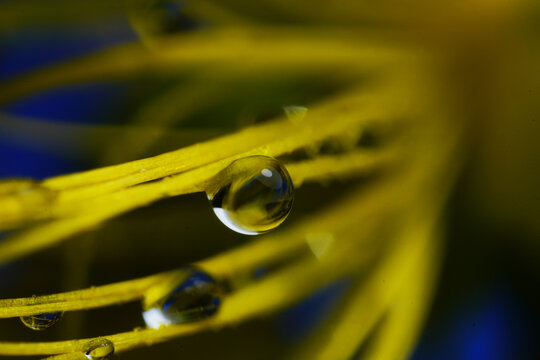 The miniature world : The crystal droplet on the pistil