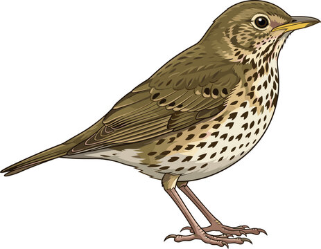 Detailed song thrush bird vector illustration isolated on white background speckled mistle thrush songbird profile wild forest animal wildlife nature graphics