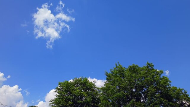 Filmed with a stationary camera, a timelapse shows cumulus clouds floating in a blue sky over a leafy tree canopy. A nature background for travel, weather, environmental, and lifestyle productions.