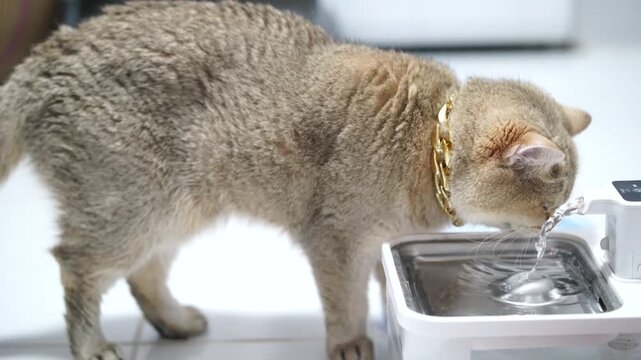 Cat Pet Gold Collar Drinking Water Fountain Domestic Animal Indoor Cute Short Hair Whisker Feline Hydration Thirsty Brown Standing Kitchen Healthy Fur Mammal Attentive Alert Clean Stainless Steel