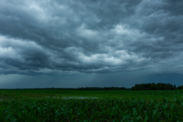 Storm clouds rolling over flooded corn field with rain approaching farmland © Thomas E. Lee