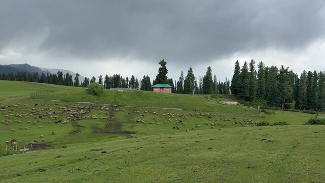 Kashmir, Pahalgam, Doodhpathri, Green Paradise, Nature, Travel, Mountains, Rivers, Meadows, Scenic Beauty, Summer Adventure, Jammu and Kashmir Tourism