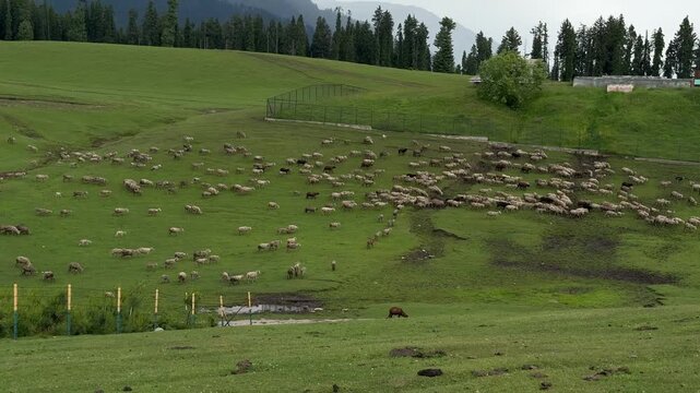 Kashmir, Pahalgam, Doodhpathri, Green Paradise, Nature, Travel, Mountains, Rivers, Meadows, Scenic Beauty, Summer Adventure, Jammu and Kashmir Tourism