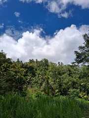 Fototapeta premium Lush green tropical jungle and palm trees on a hillside under a bright blue sky with fluffy white clouds. Beautiful natural landscape background for travel, environment, and ecology concepts. 