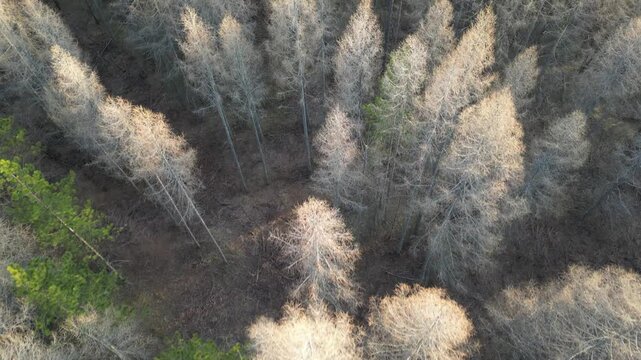 A bird's-eye view of a forest of dead, dry pine trees, followed by young pine trees - Survol d'une for&ecirc;t de pins morts et sec puis ensuite de jeunes pins