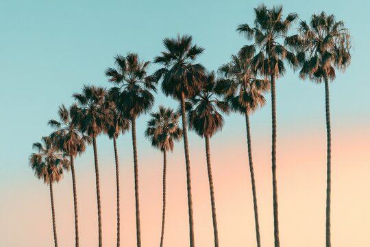 Serene sunset paints the sky above a line of tall palm trees