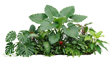 tropical plants on a transparent background © Thamolwan