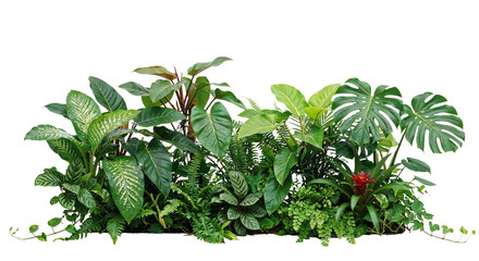 tropical plants on a transparent background © Thamolwan